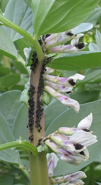 plant de fève attaqué par les pucerons de la fève