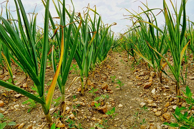 ail poussant au potager