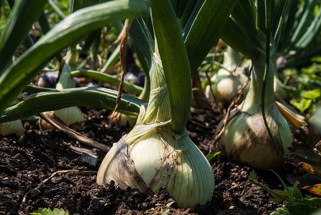 bulbes d'oignon qui sortent du sol pour grossir