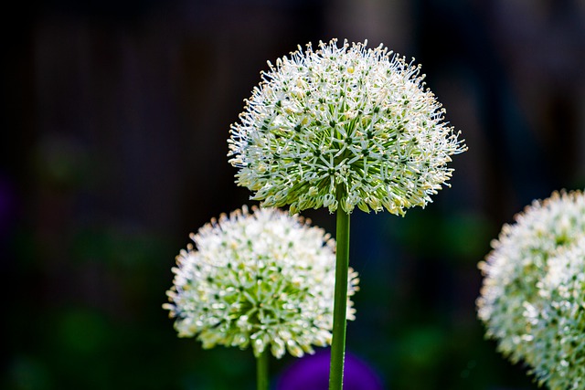 oignons en fleur