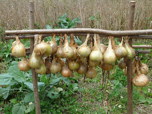 oignons qui sèchent directement au potager