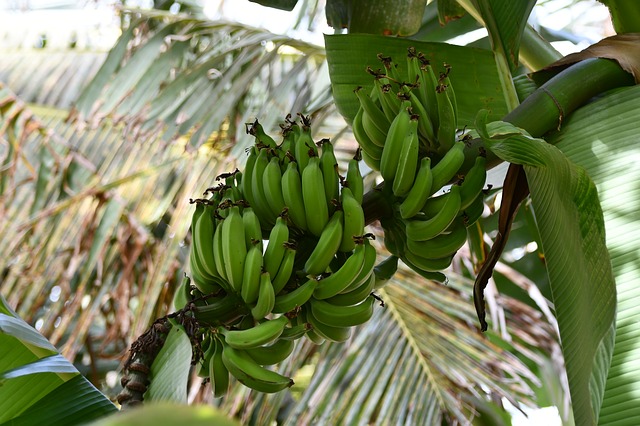 bananier avec banane