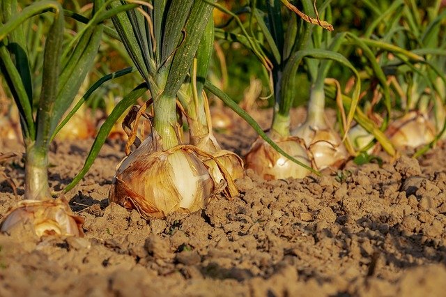 des oignons au potager