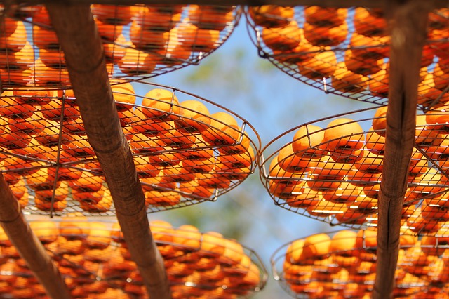 paniers de kakis qui sèchent au soleil