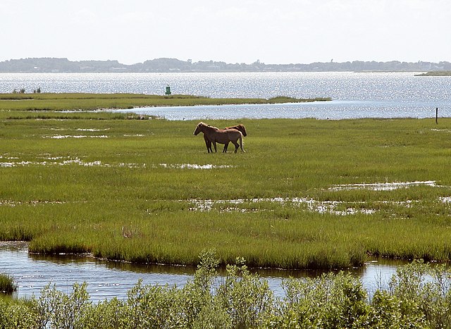 chevaux sauvages sur l'île d'Assateague